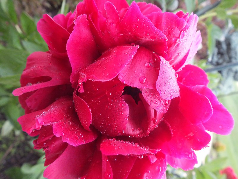 peony14 (28)